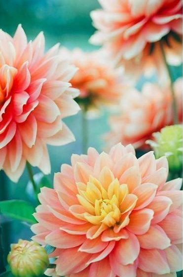 Colorful Dahlia flowers